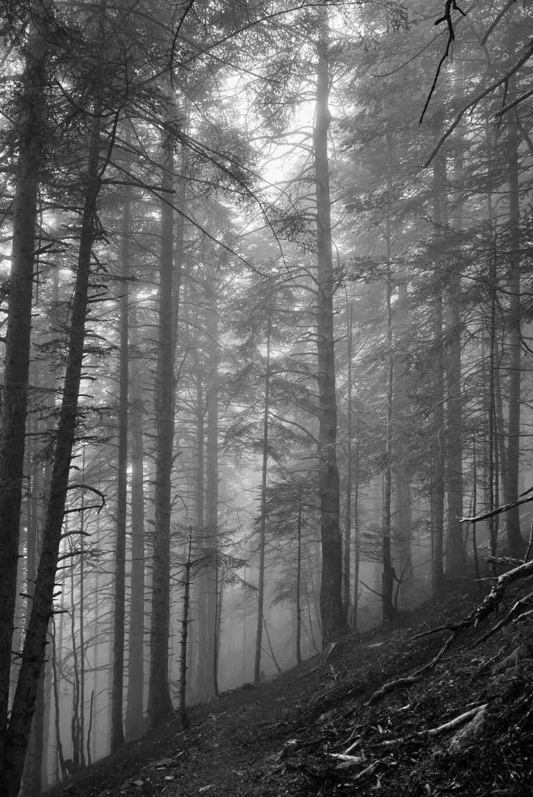 Albol desnudo junto a carretera en paisaje con niebla