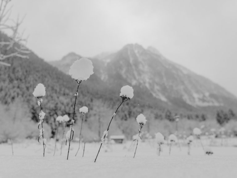 Montañas cubiertas de nieve con plantas altas y copas blancas en primer plano.