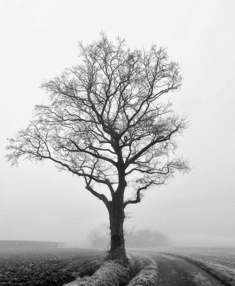 Albol desnudo junto a carretera en paisaje con niebla
